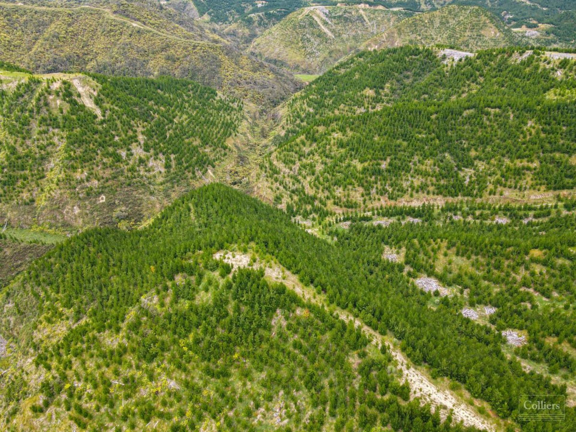 Rangitatau Forest