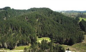 Mangahoe Forest