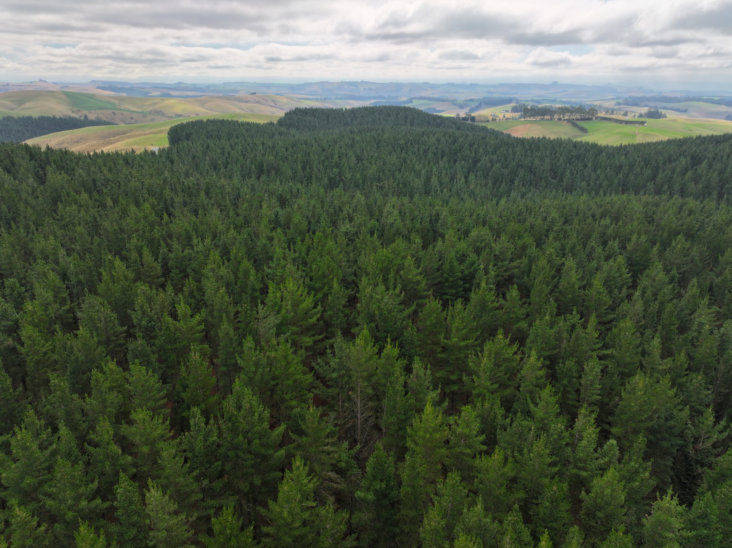 Alpine Forest