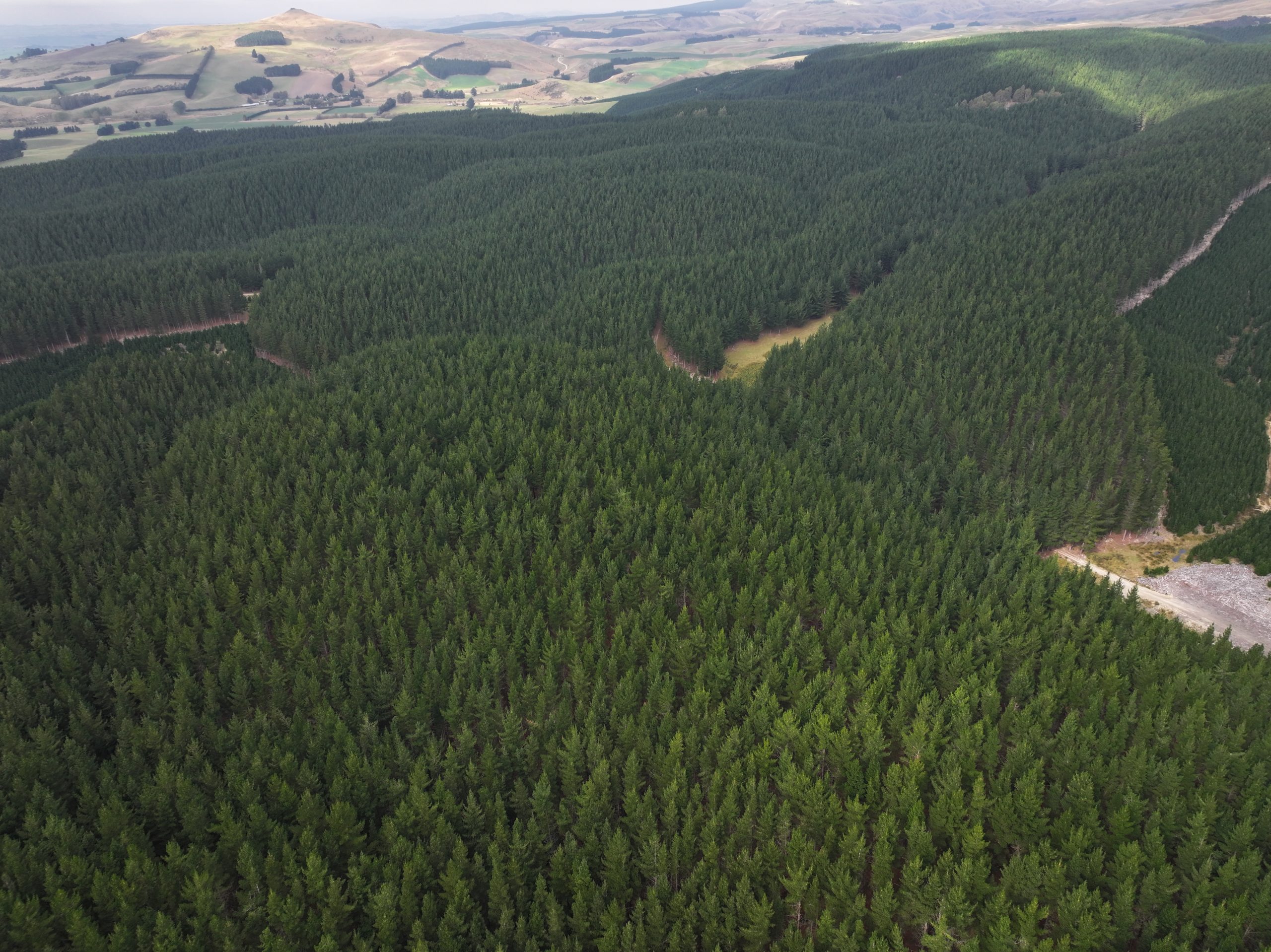 Alpine Forest