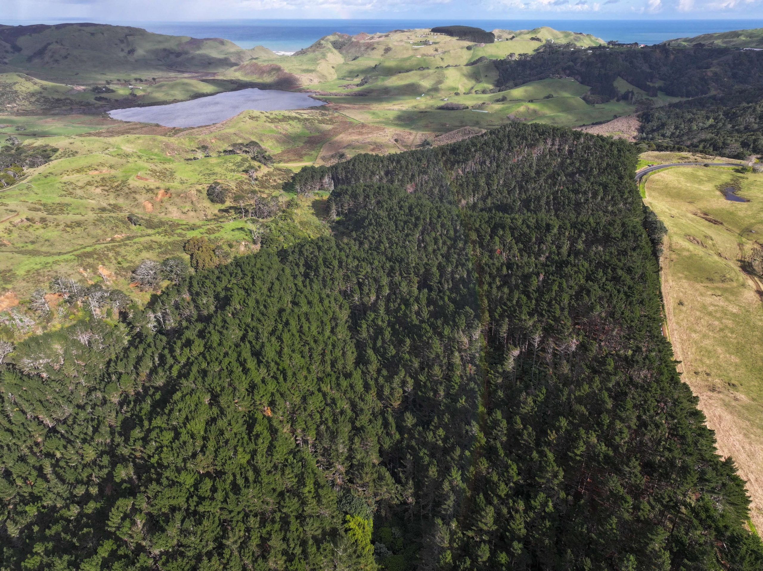 Awhitu Forest