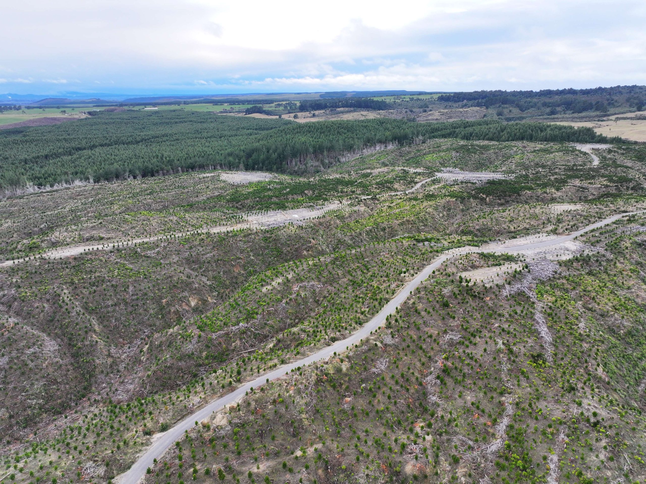 Forestry in taupo