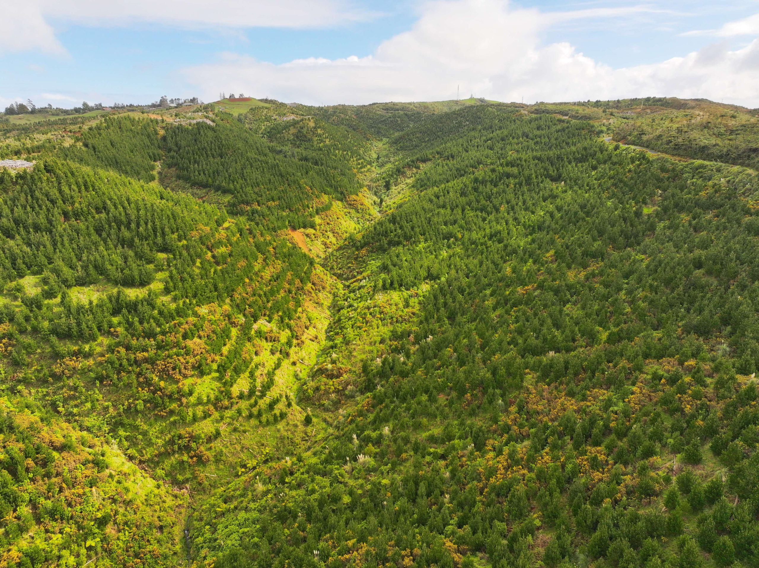 Klondyke Forest – Future Woodlot or Carbon