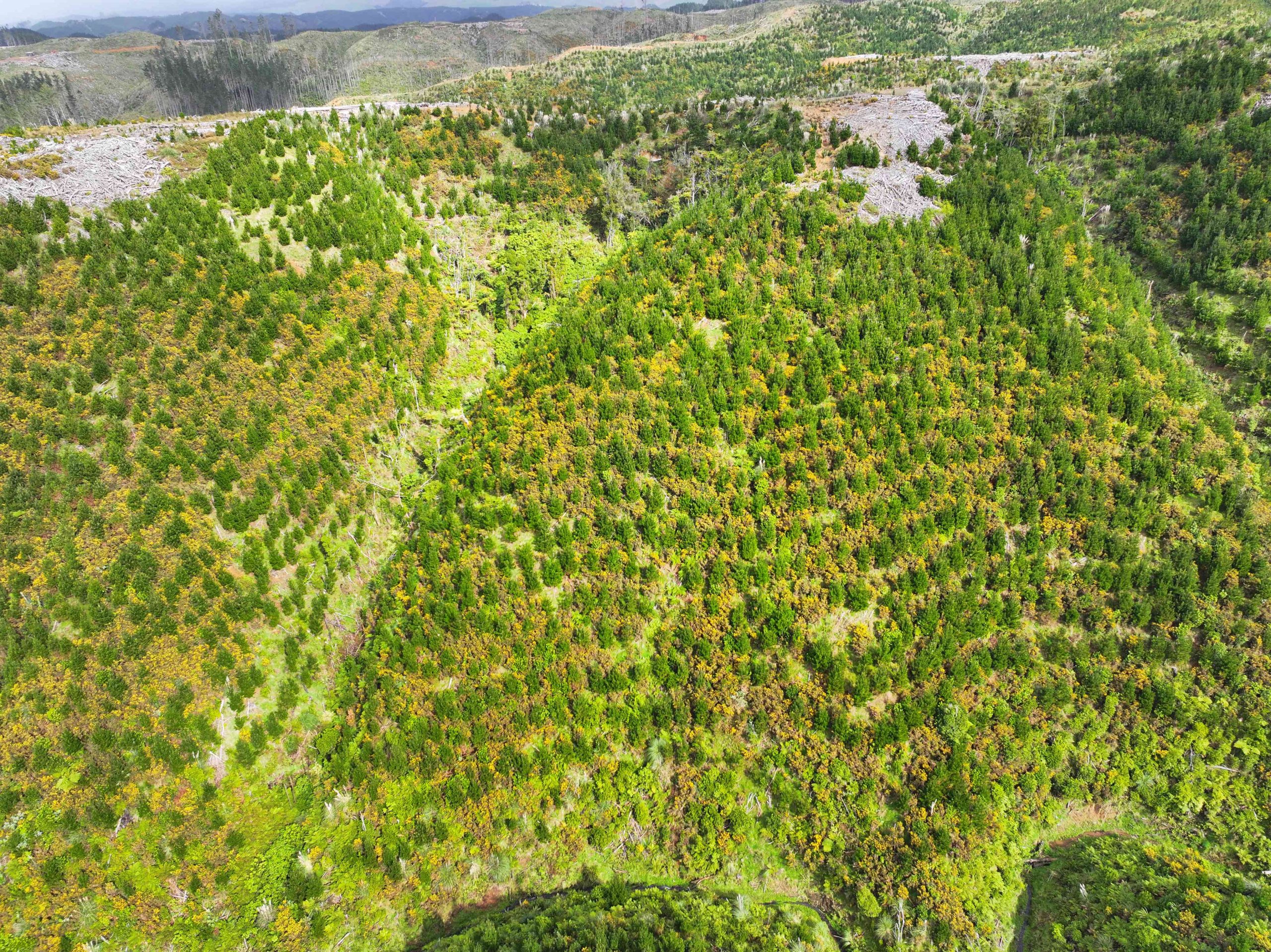 forestry in klondyke