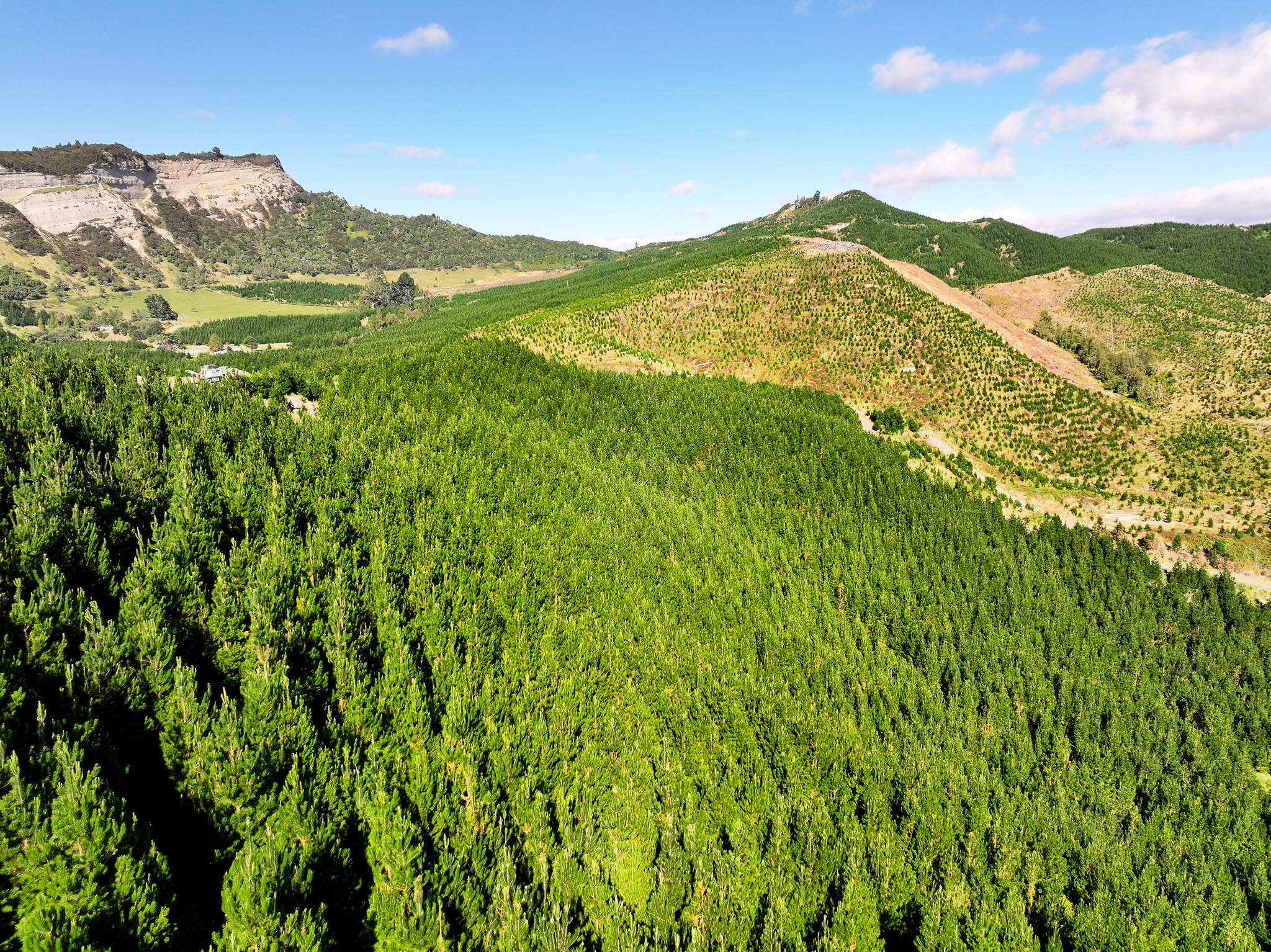 Strategic Hawke's Bay Forestry Investment