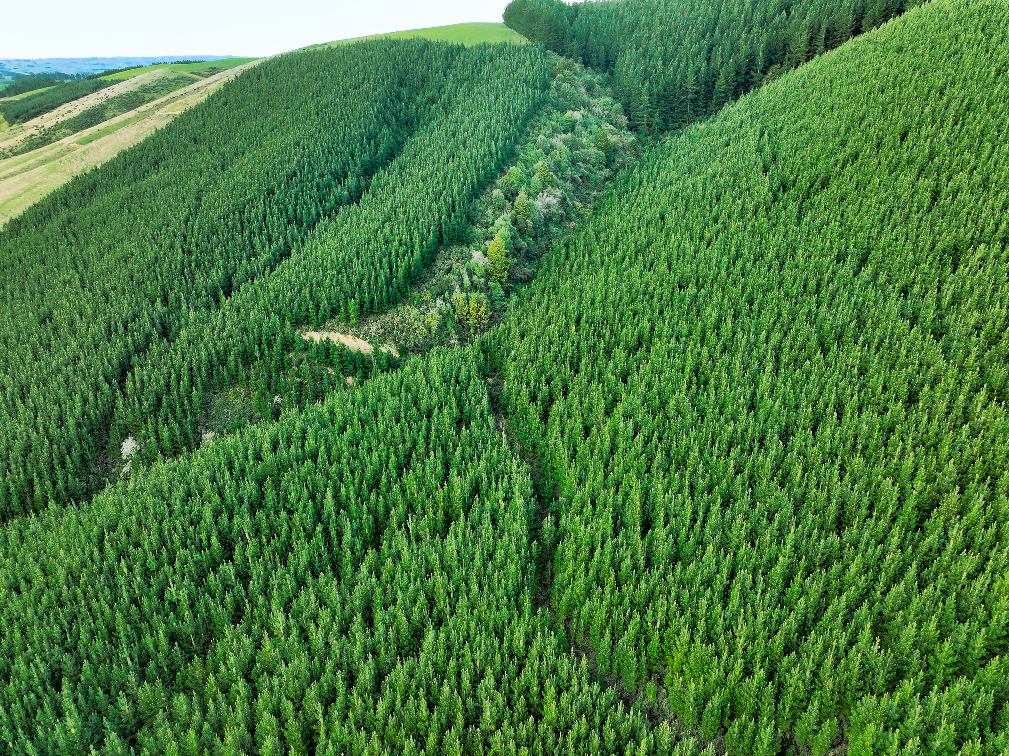 Prime Southland Woodlot Opportunity