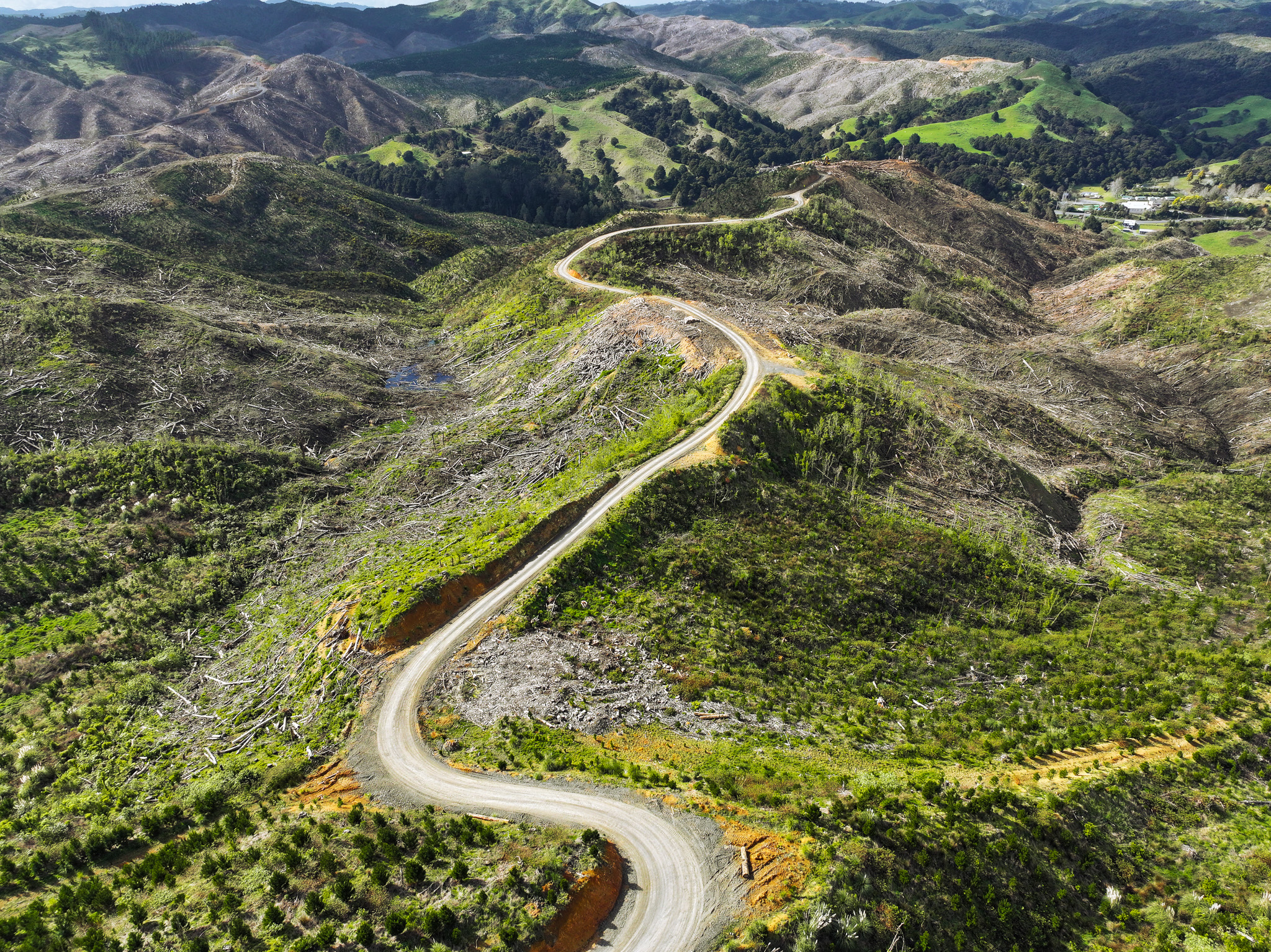 Waingaro Forest – Production & Carbon Potential