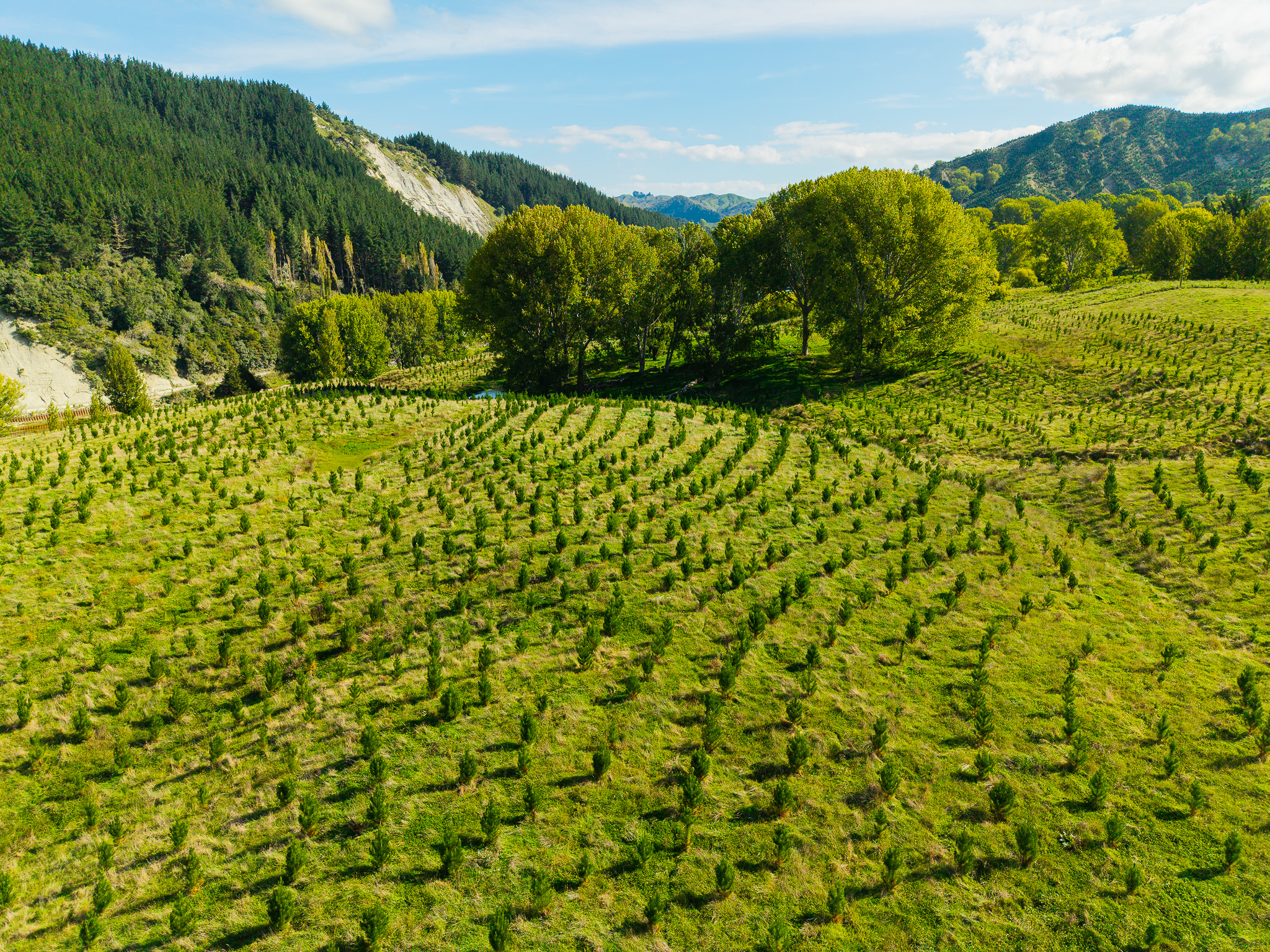 Glen Innis - Newly Established & ETS-Registered