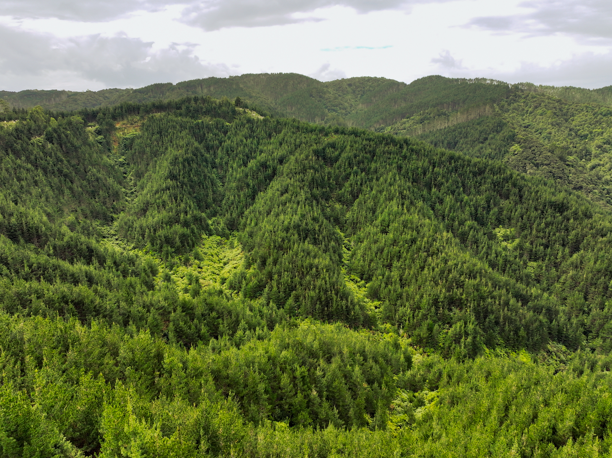 Waikaraka Forest
