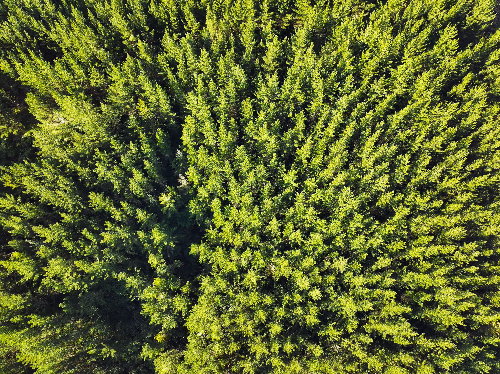 Tregoweth Forest